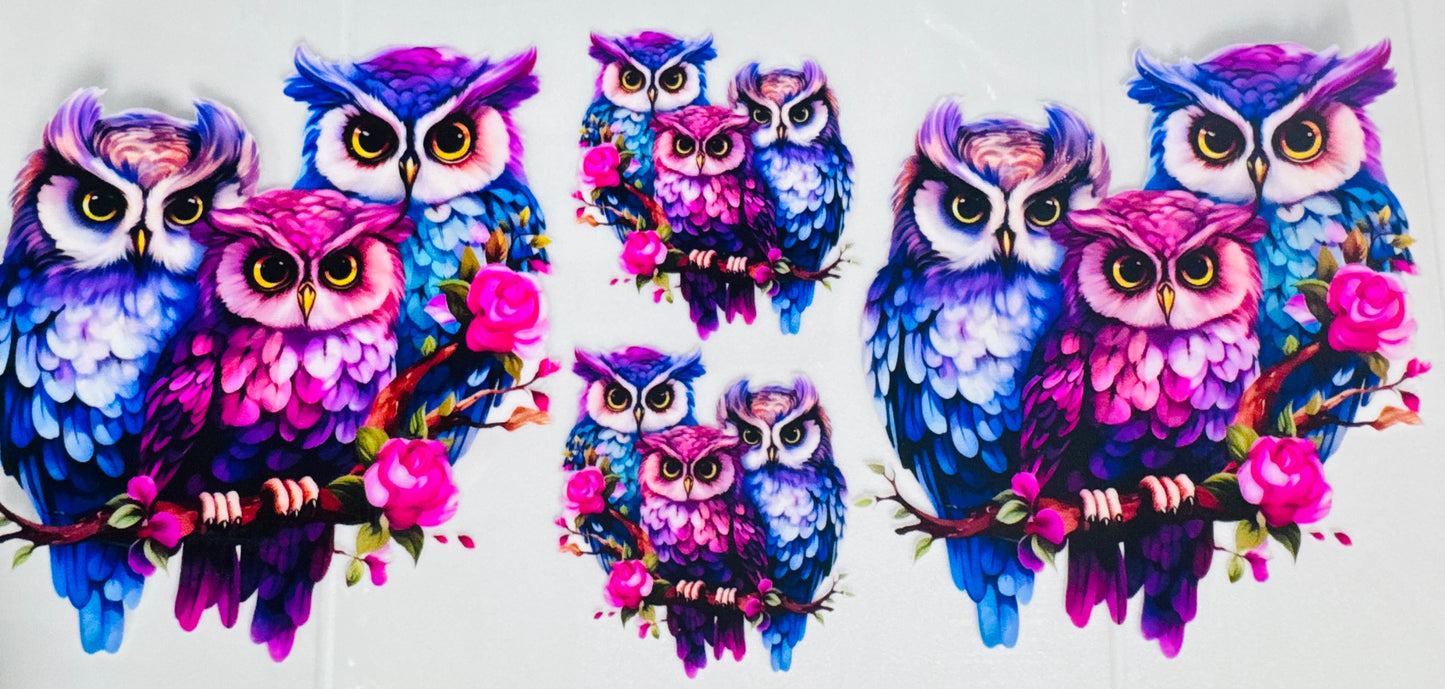 Familia de Buho / Family Owl