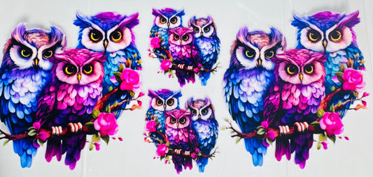 Familia de Buho / Family Owl